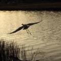 Wildlife